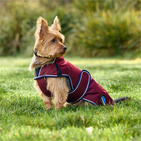 2025 Weatherbeeta Comfitec Premier Deluxe Waterproof Dog Coat 1028800 - Burgundy